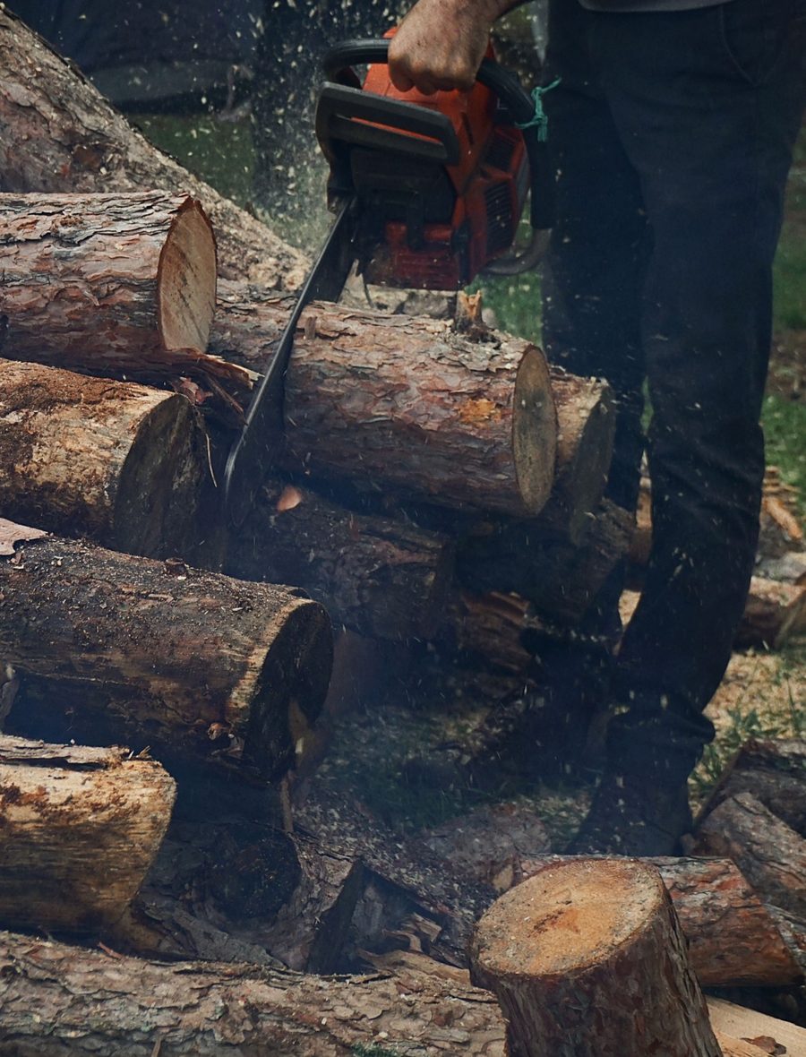 Licensed stock photograph: a felled pine on the grass being cut into rounds, pale cut faces stacked along the trunk.