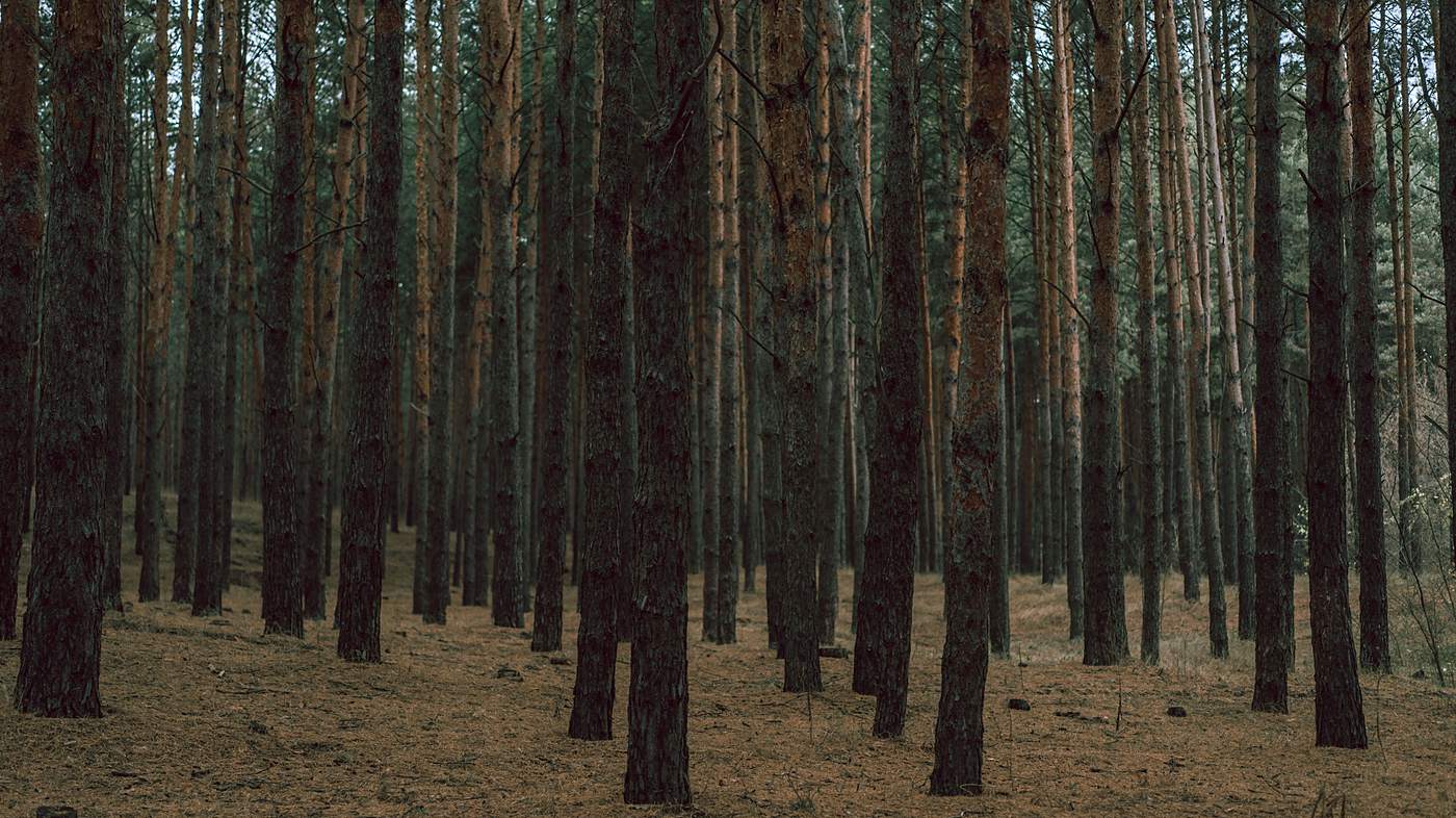 Licensed stock photograph: a close stand of pines with straight trunks and a rust-colored needle floor.