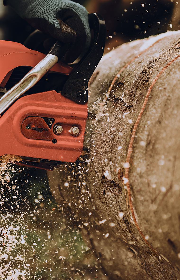 Licensed stock photograph: a gloved hand running a chainsaw into a felled log, chips coming off the cut.