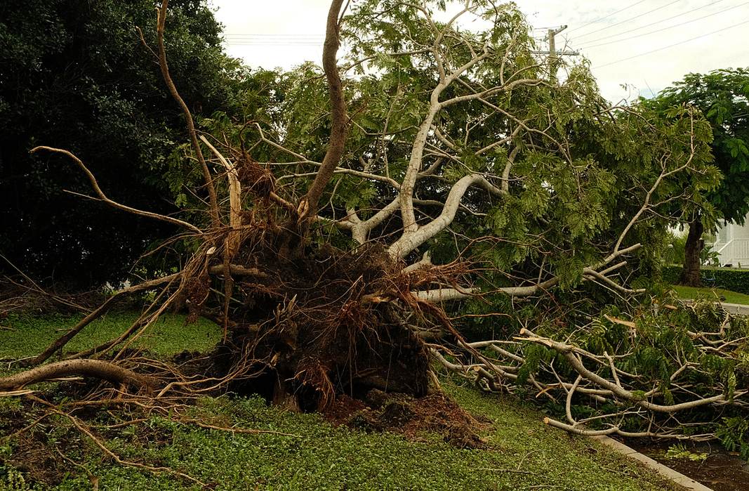 Licensed stock photograph: a tree blown over in a storm, root plate torn out of the grass and the crown lying across a verge and into the street.